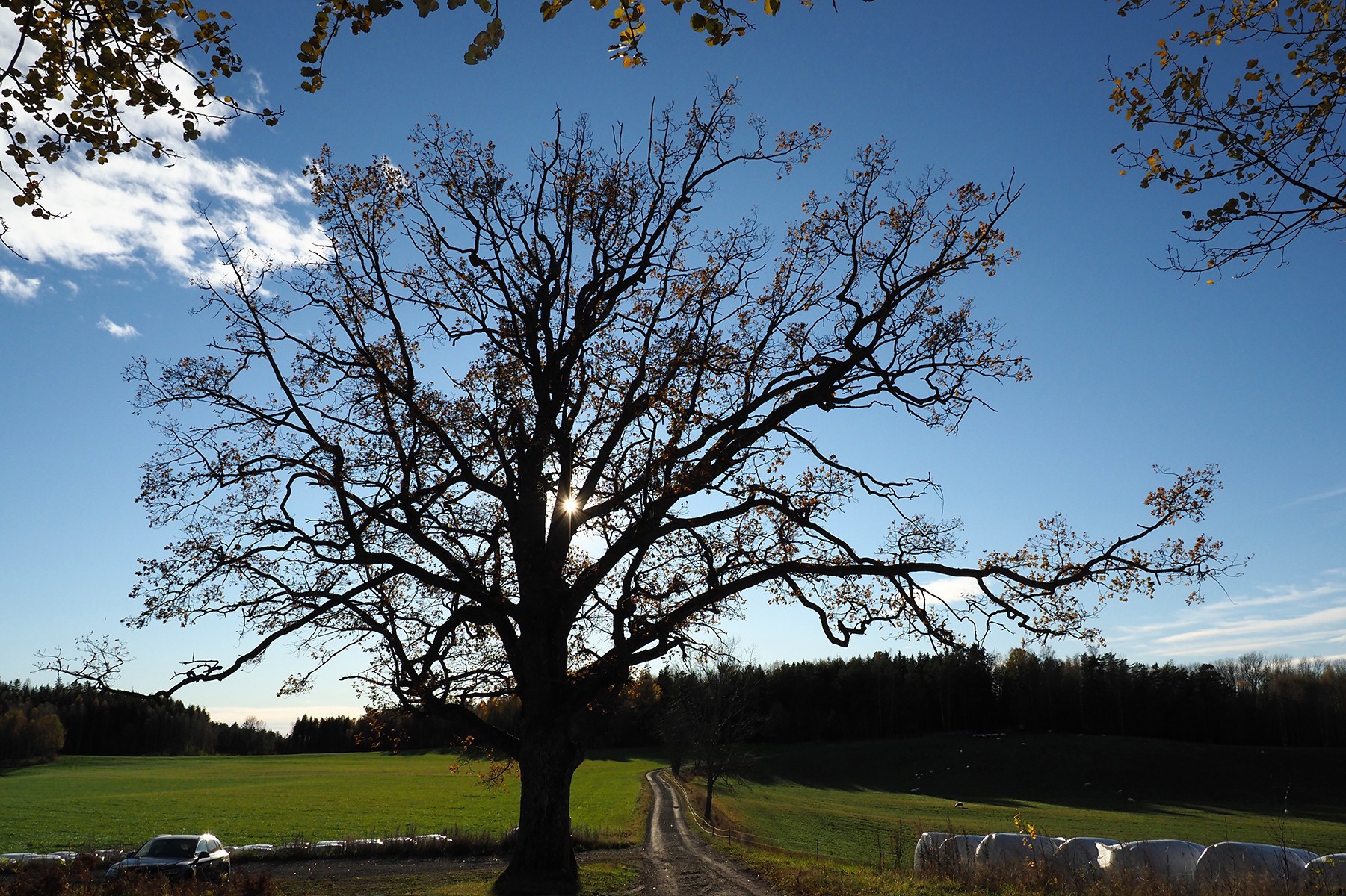 Henrik Sørensens favoritteik