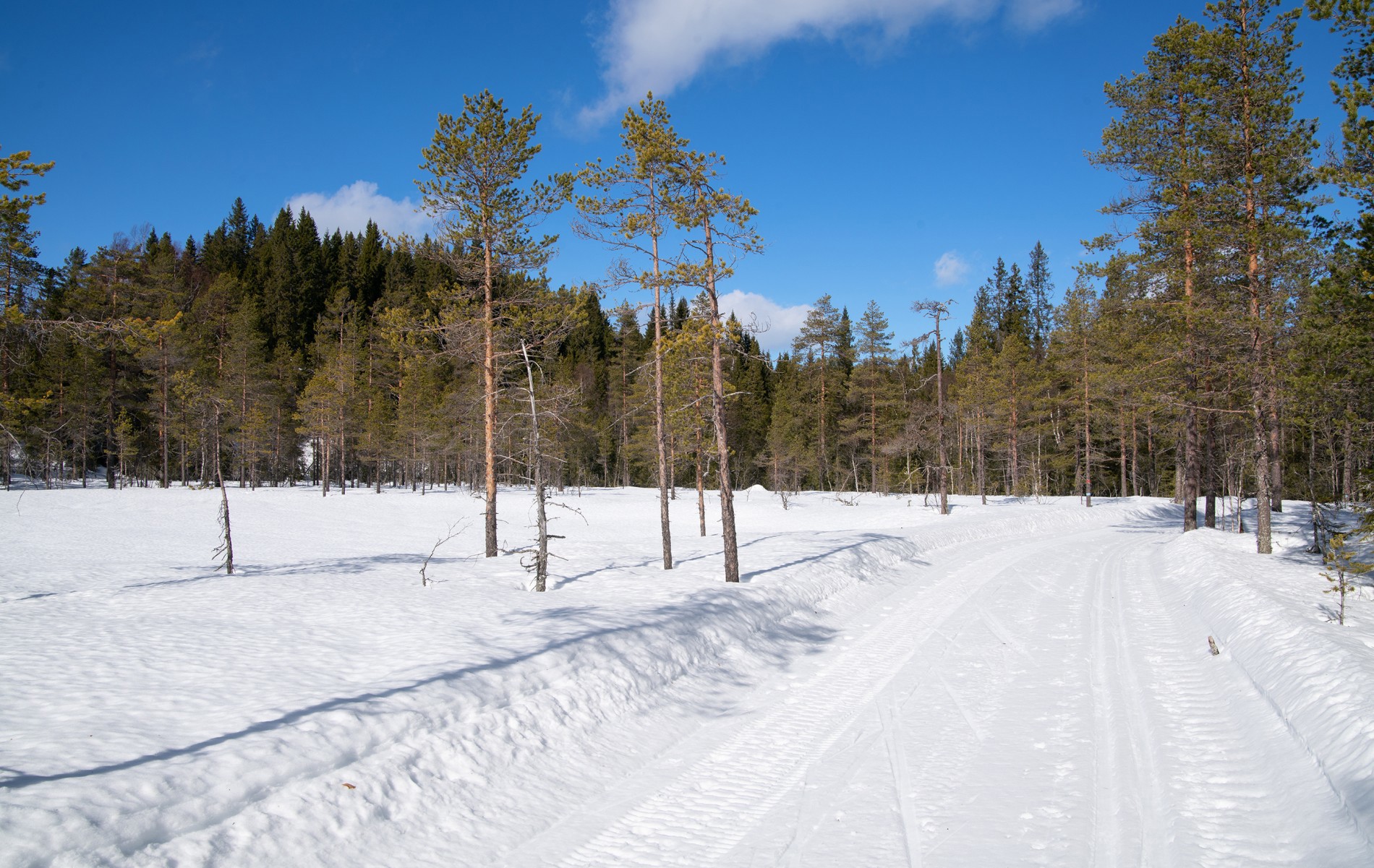Herlig vårdag på Krokskogen