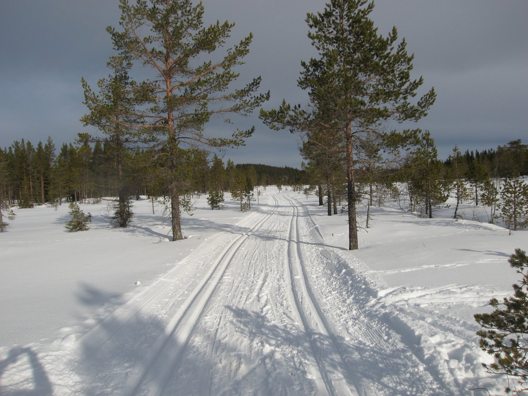 Herlige løyper nordover på Rossumsetermyrene