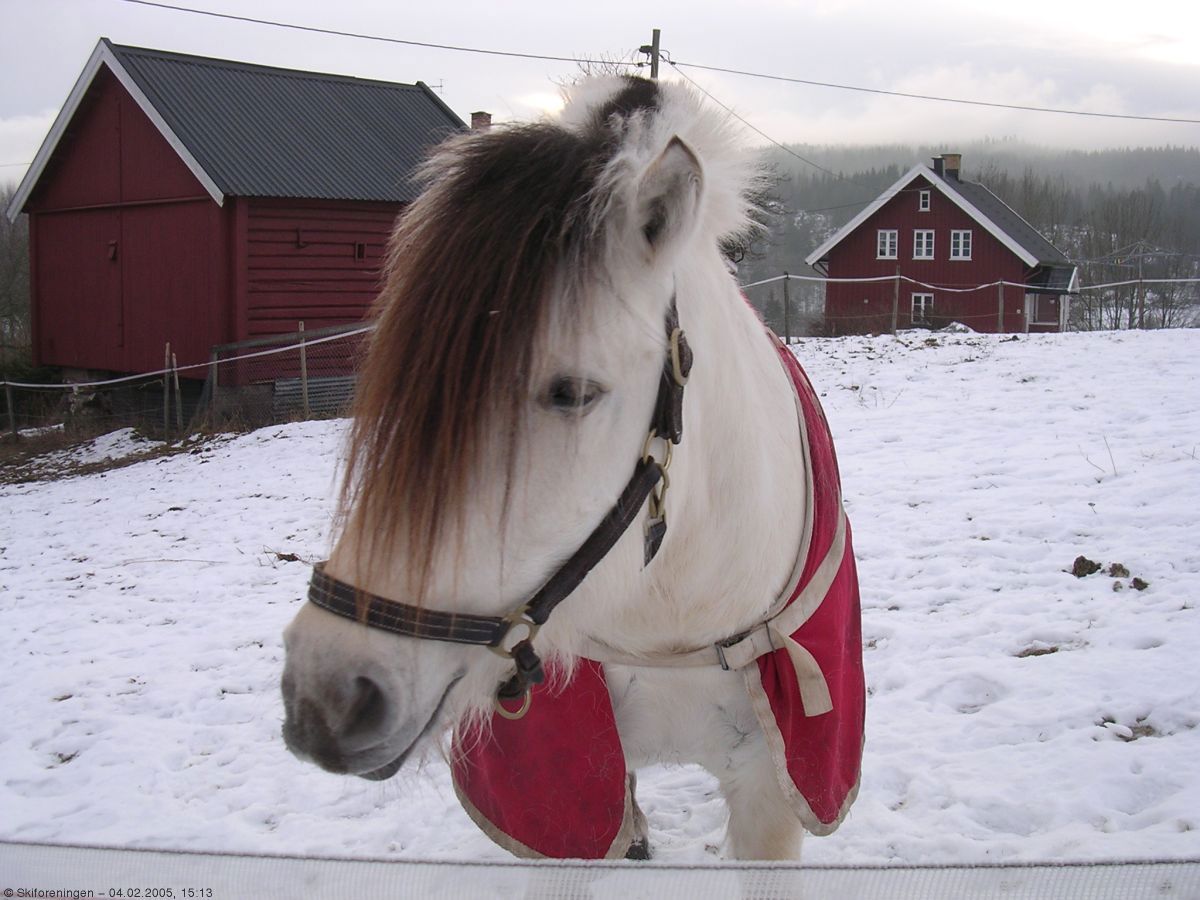 Hest ved løypestart!