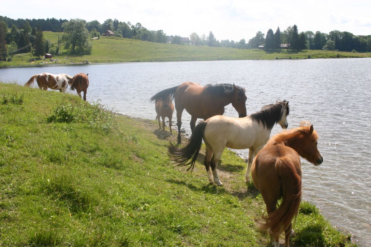 Hestebeite ved Semsvannet
