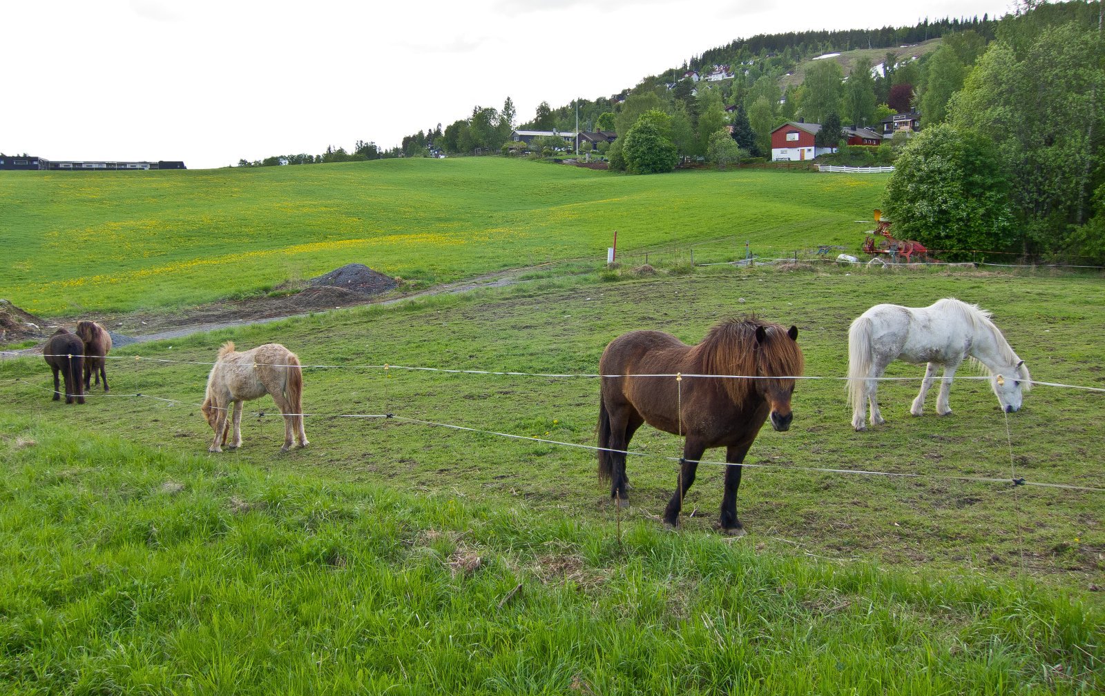 Hester på beite ved Gamleveien