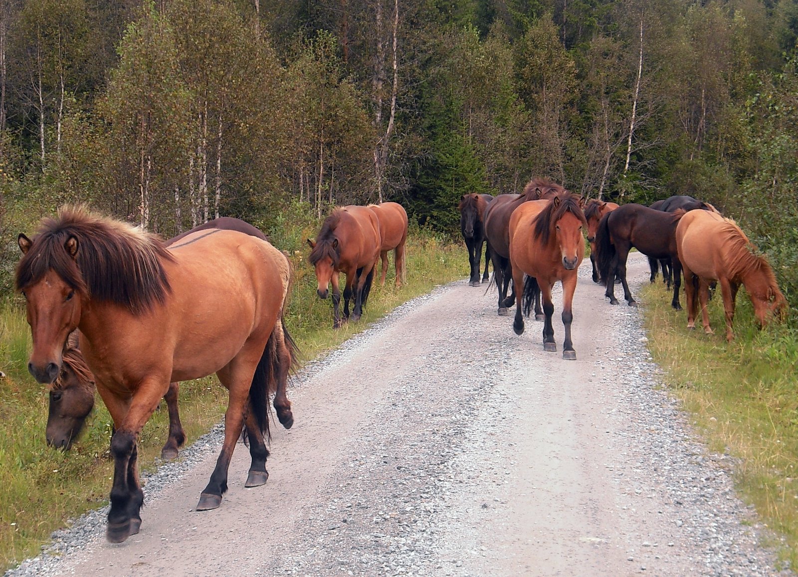 Hestevandring på Krokskogen