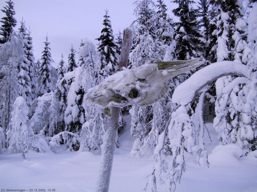 Hodeskallen på Heikampen