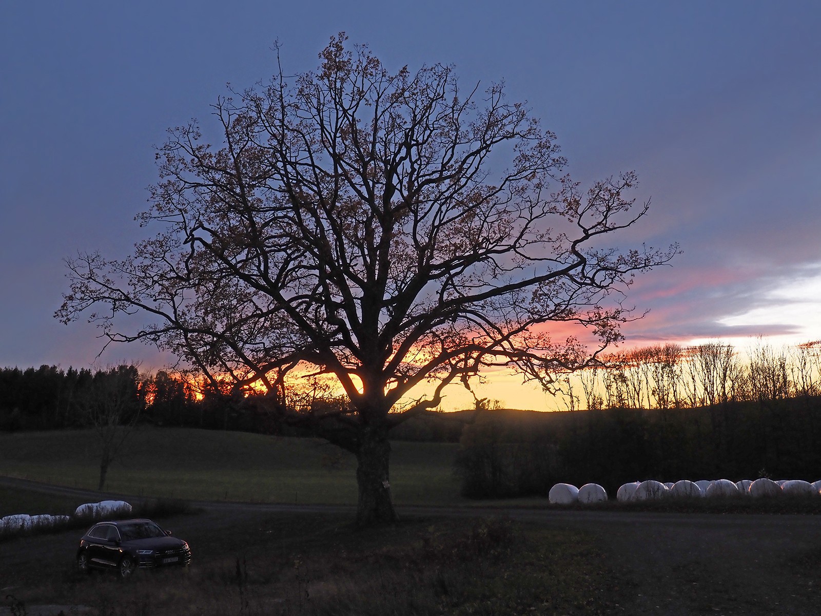 Holtnesdalen: eika i restene av solnedgangen