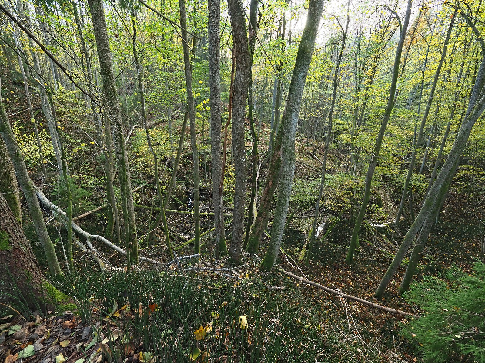 Holtnesdalen: et frodig ravinelandskap