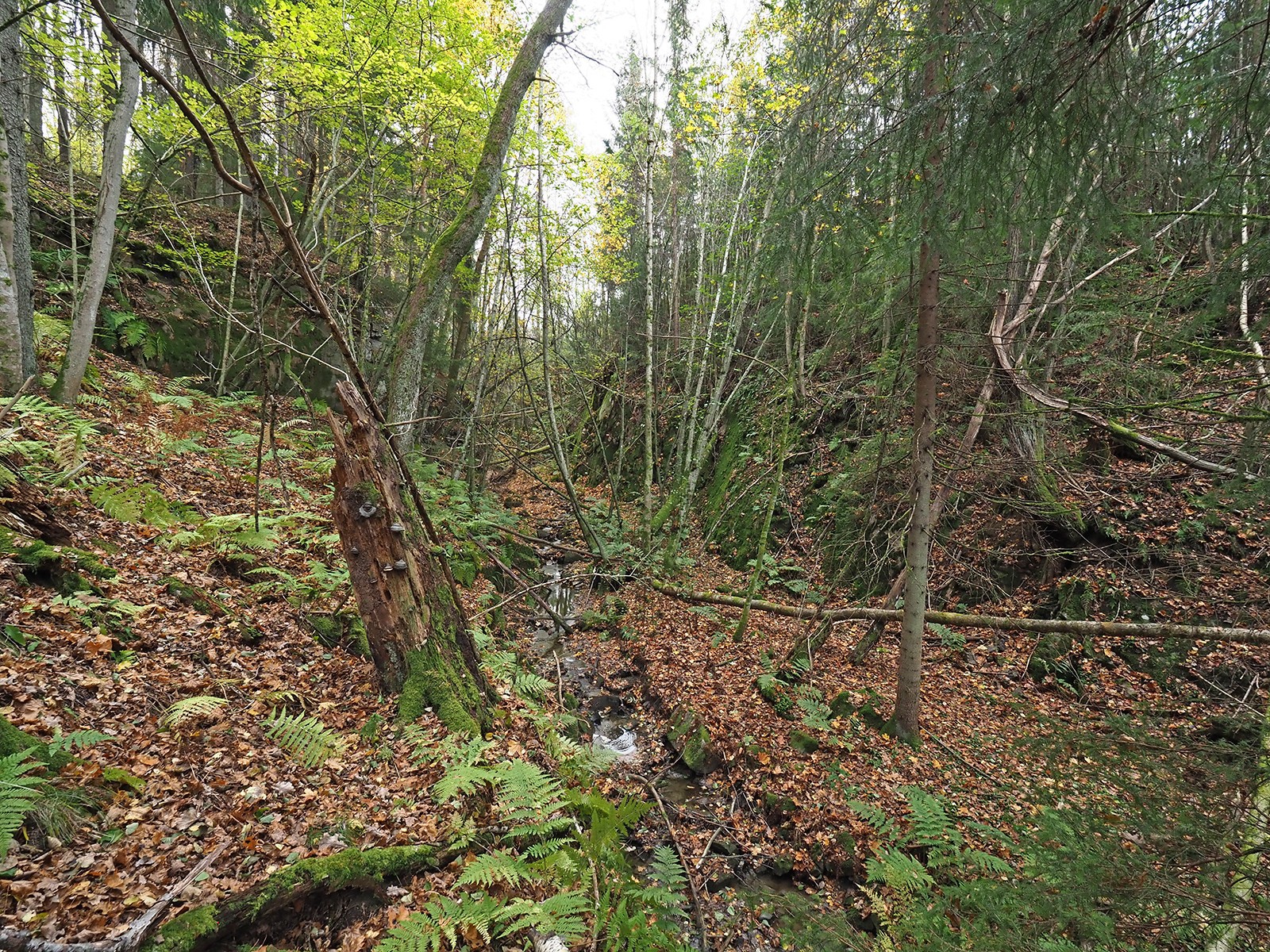 Holtnesdalen: oppover på nordøstsiden av dalen