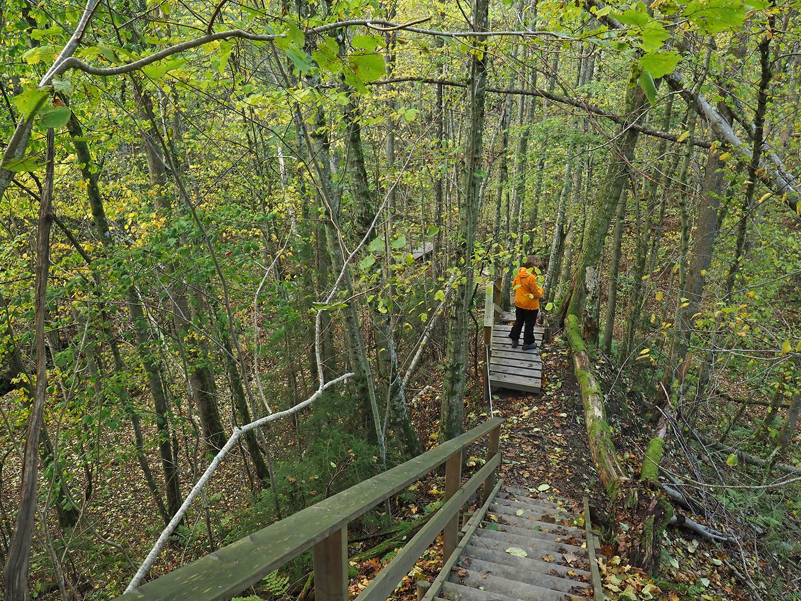 Holtnesdalen: skarpe rygger, bratte stier