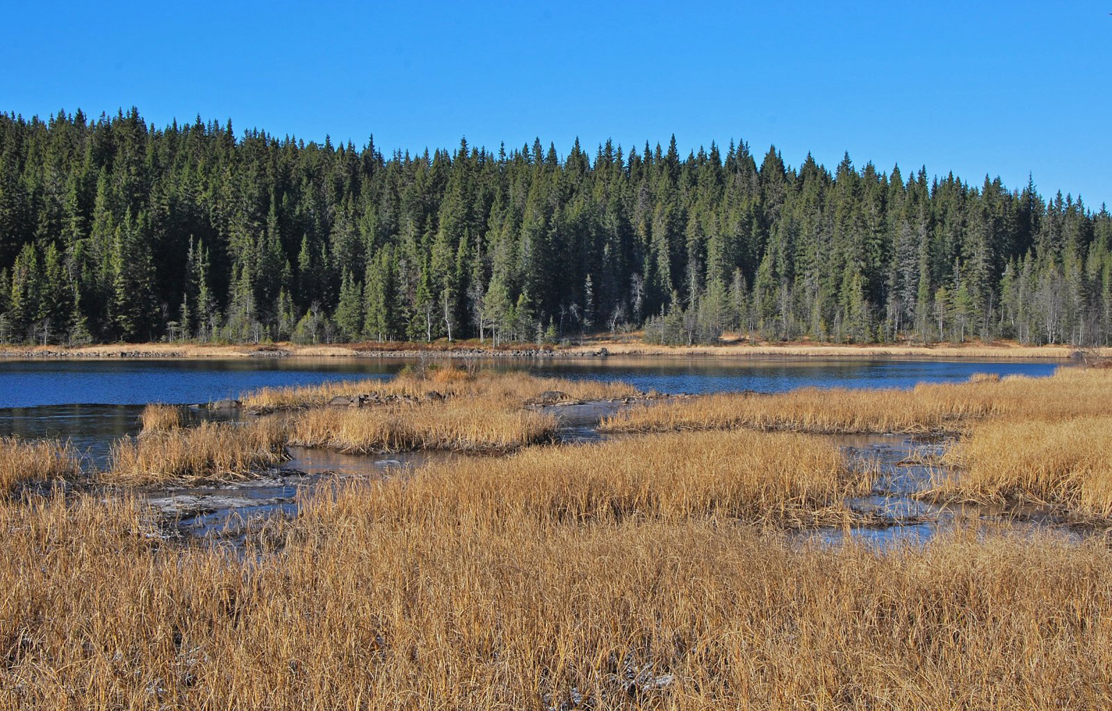 Høst ved Damtjennet