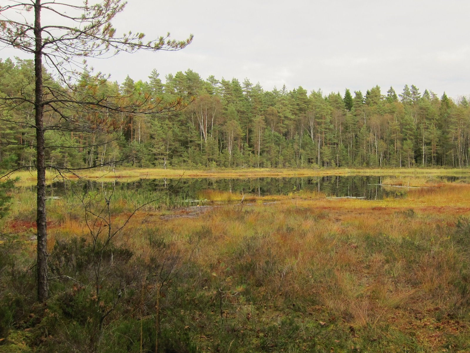 Høst ved Vanemtjernet