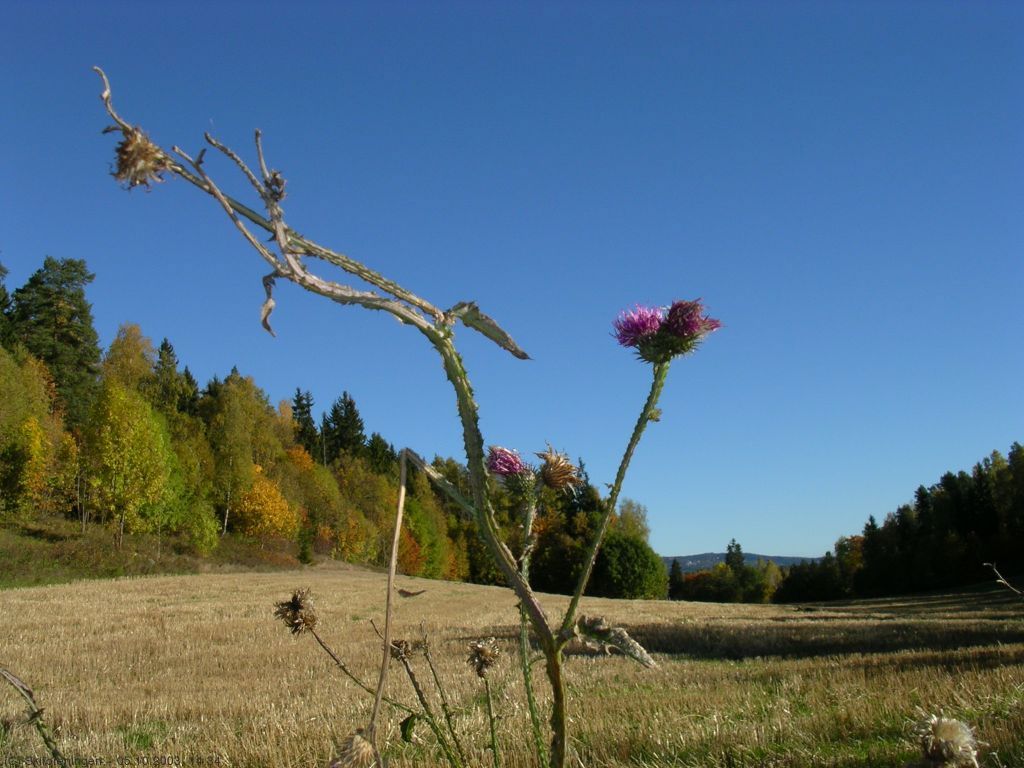 Høsten nærmer seg ved Dælivann