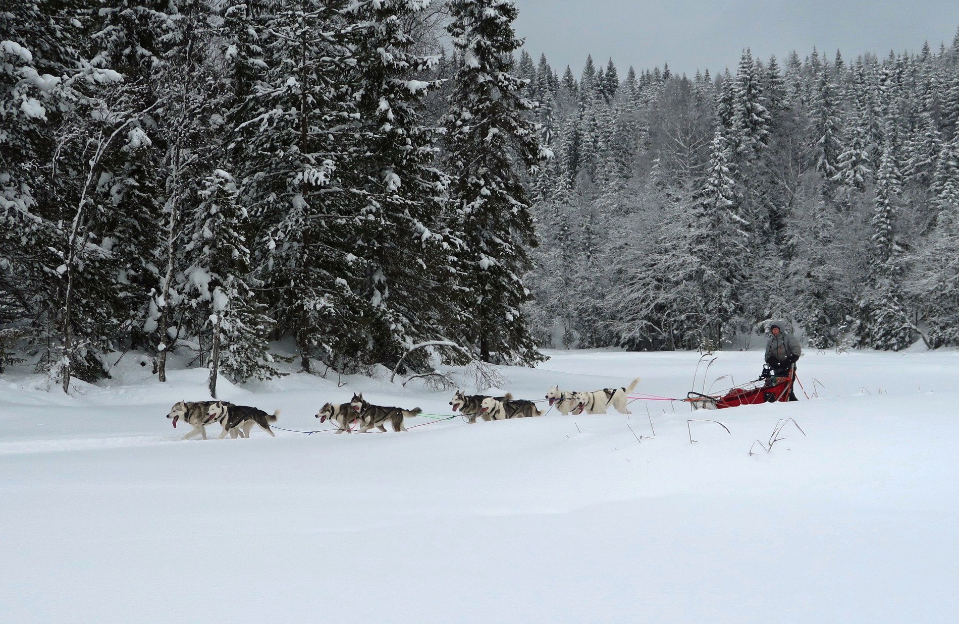 Hundespann over Skålsjøen
