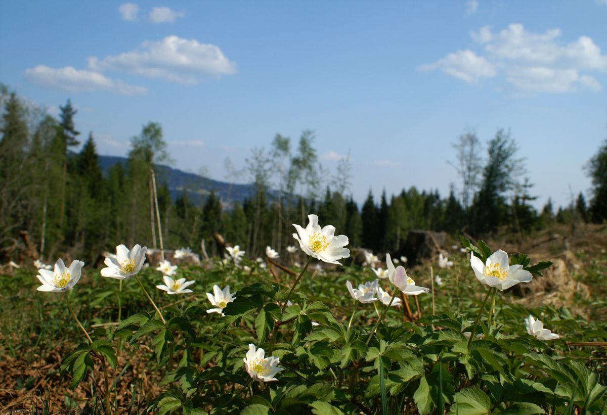 Hvitveis ved Abborvannsveien