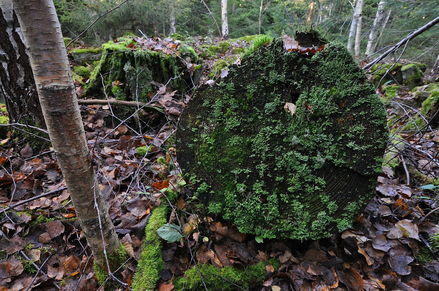 Hvor mose og lav gror