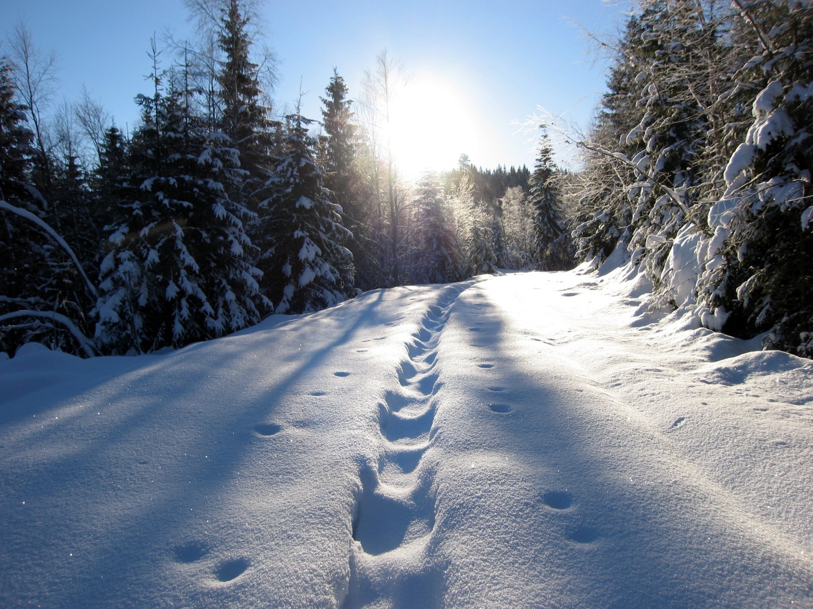 I egne spor på Kamphaugåsen