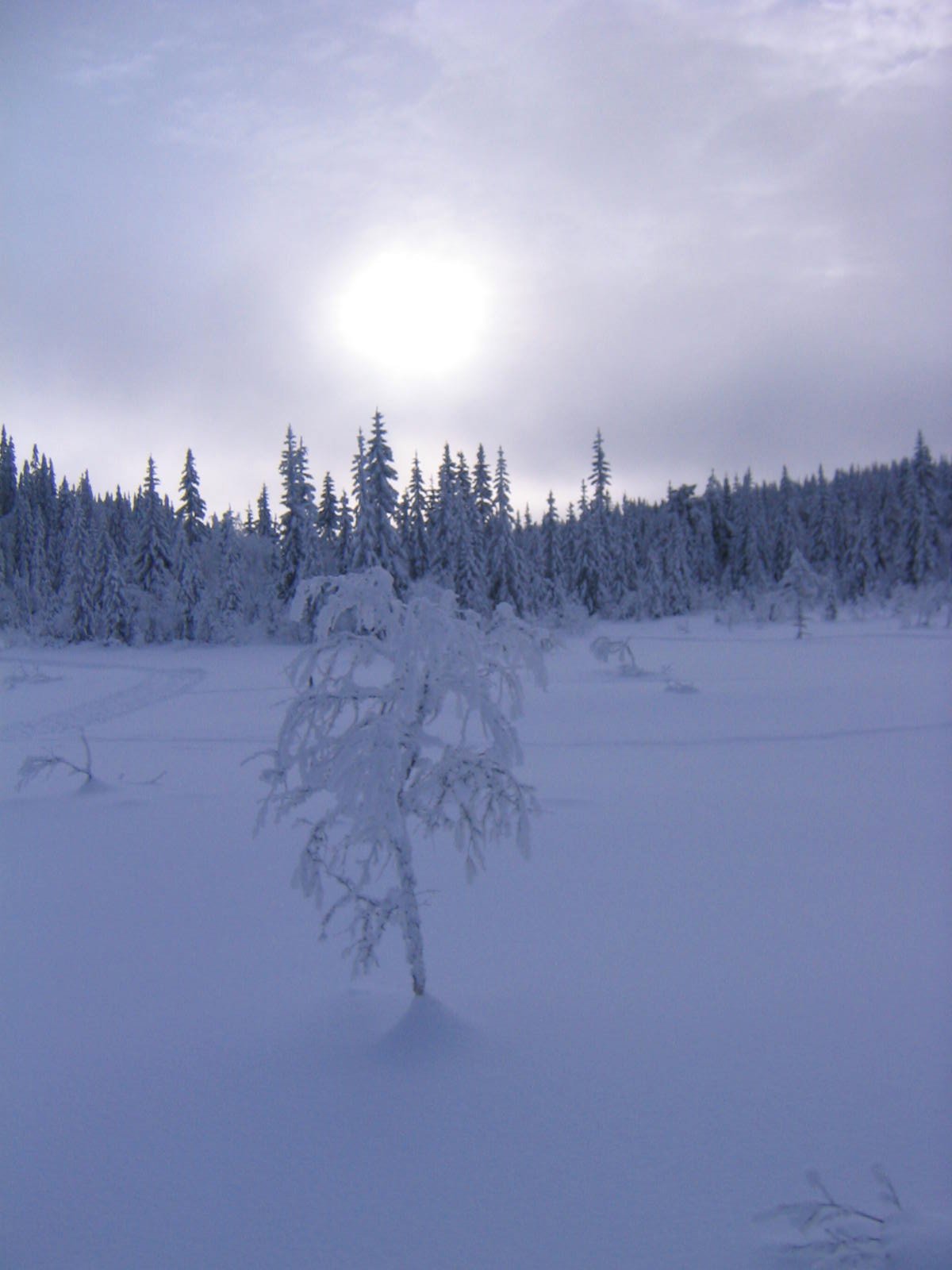 I eventyrriket på Krokskogen