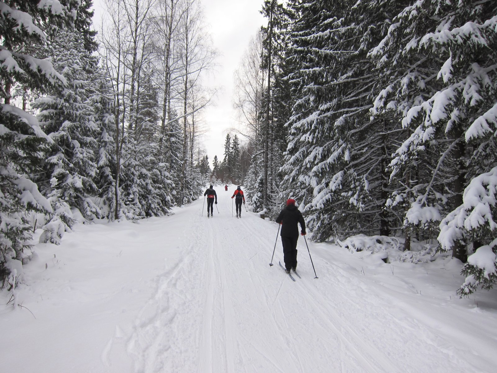 I fint driv mot Solemskogen