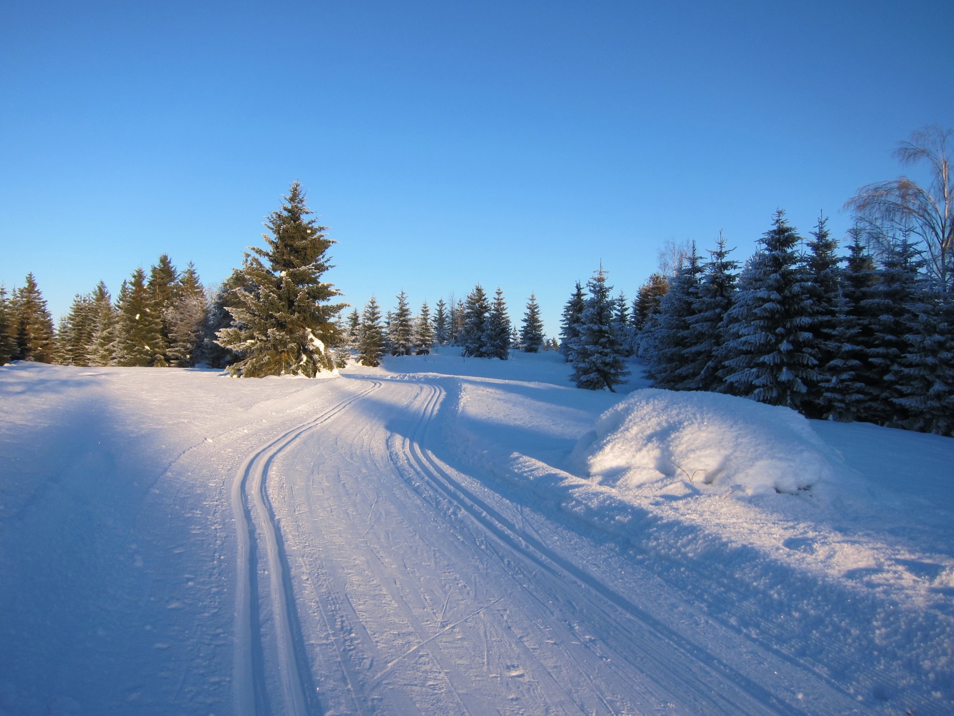 I lett stigning gjennom skogen