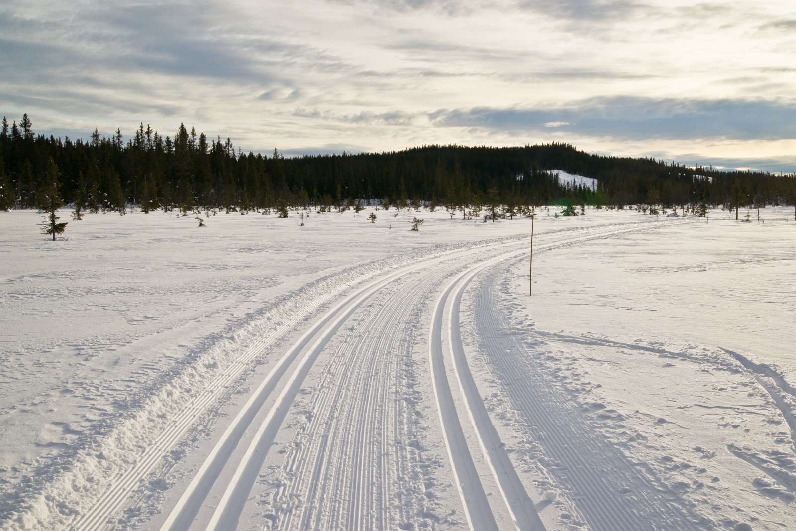 I motlys på Sjutjernsmyra