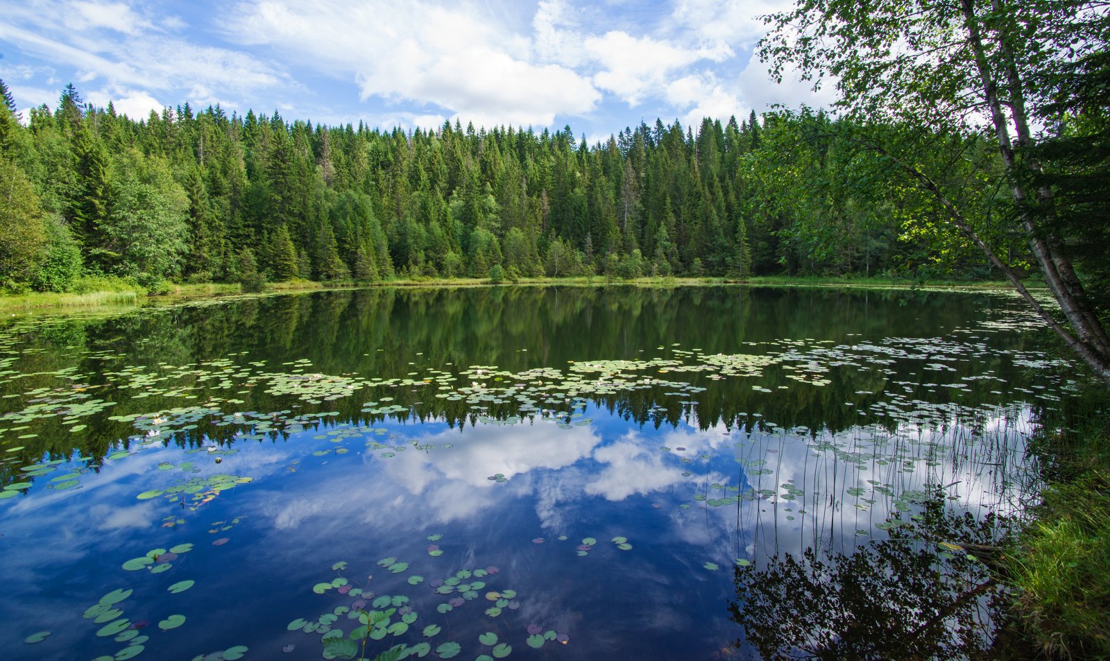 Idyllisk ved Damvann