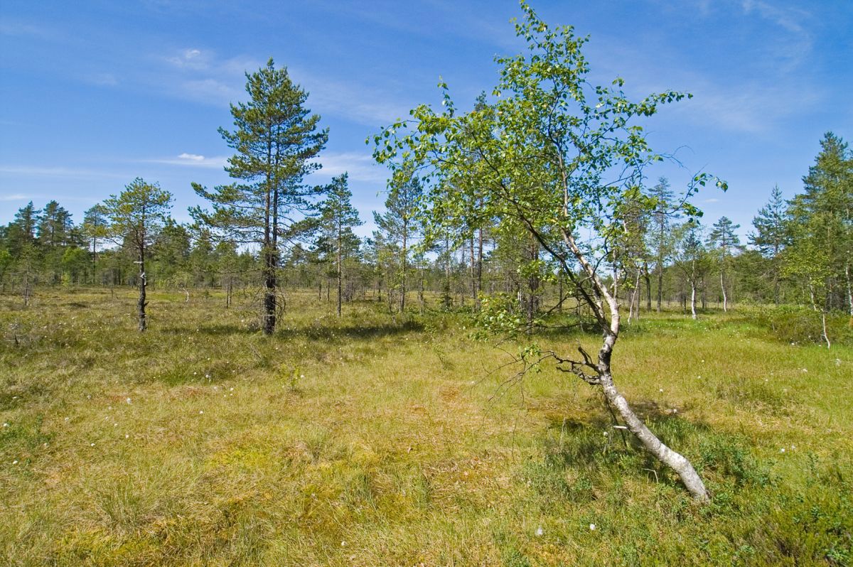 Ikke alle trær er like rette...