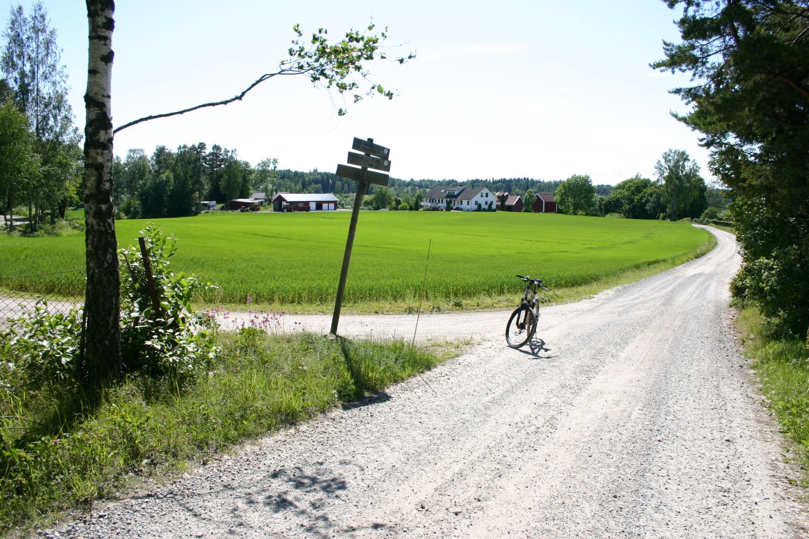 Inn i skogen fra Eikjol