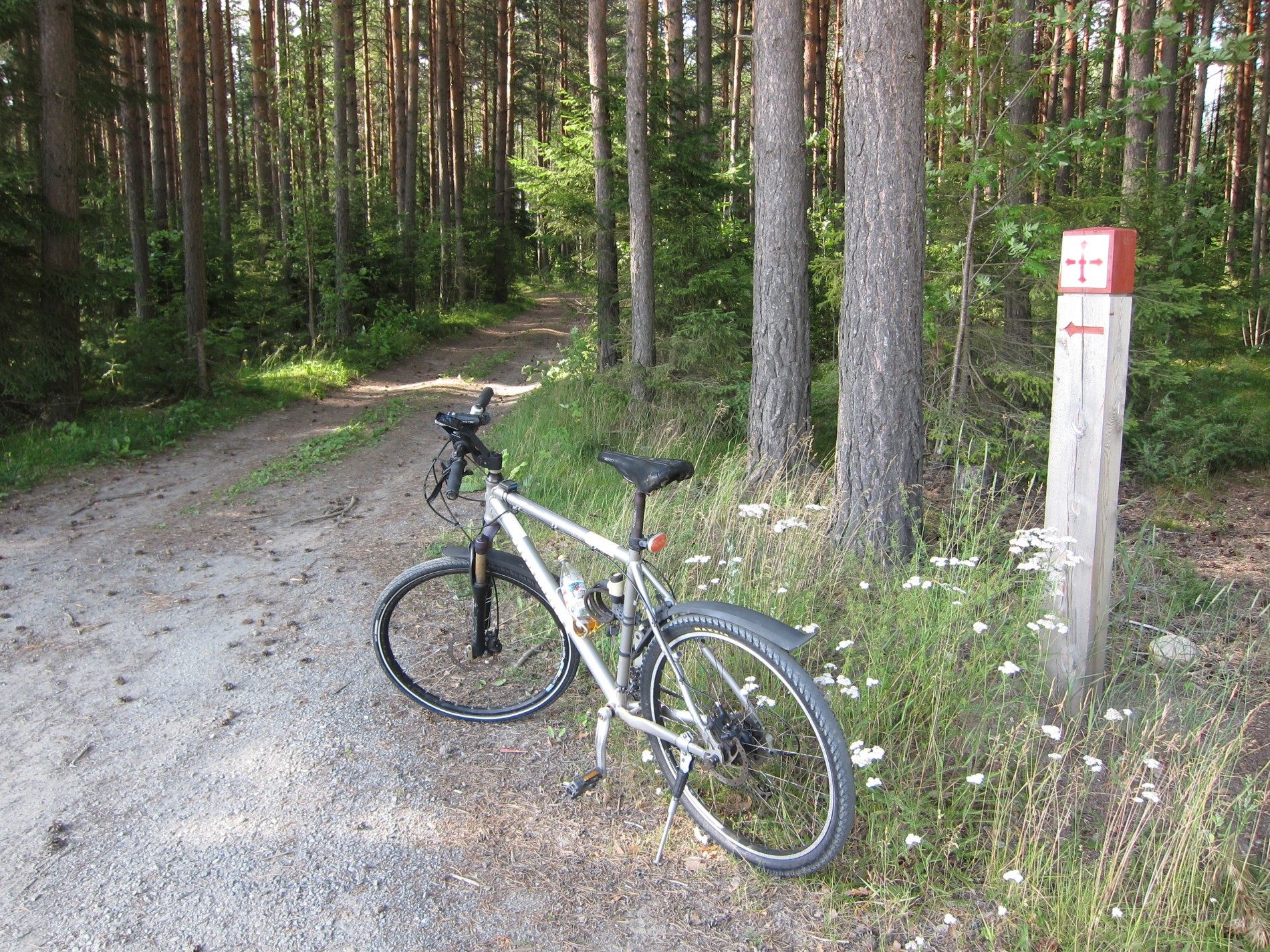 Inn i skogen på Mosmoen
