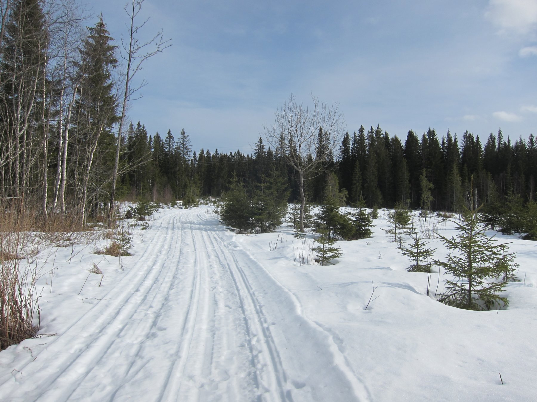 Inn i skogen ved Blili