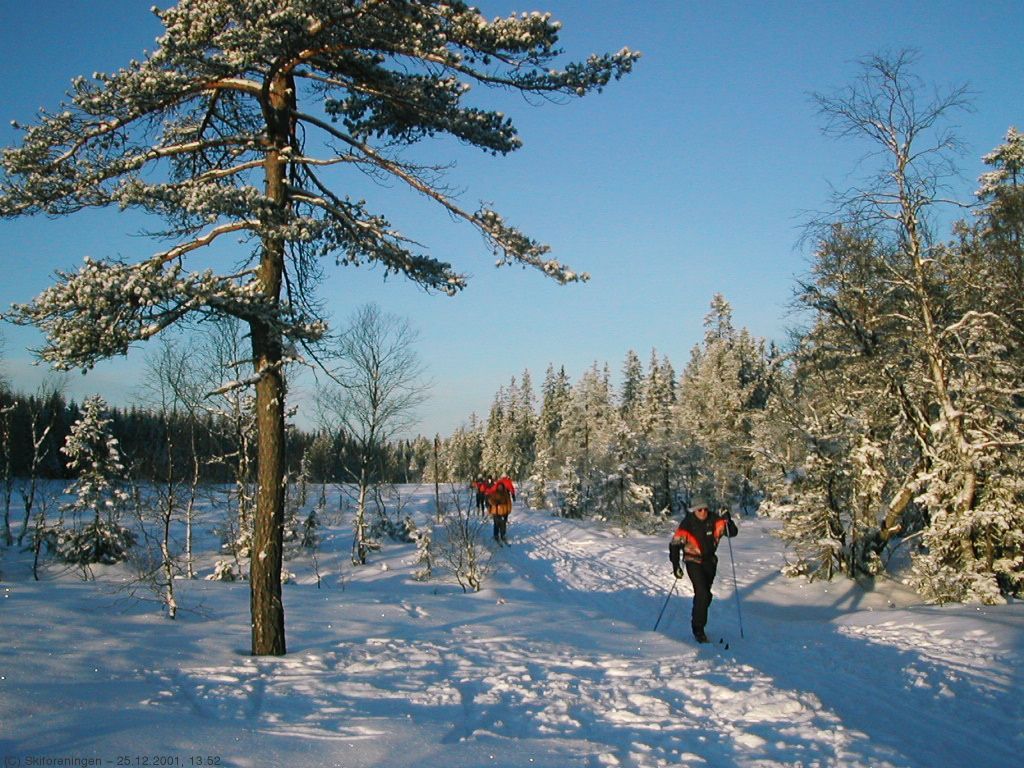 Juledag på Frønsvollmyrene