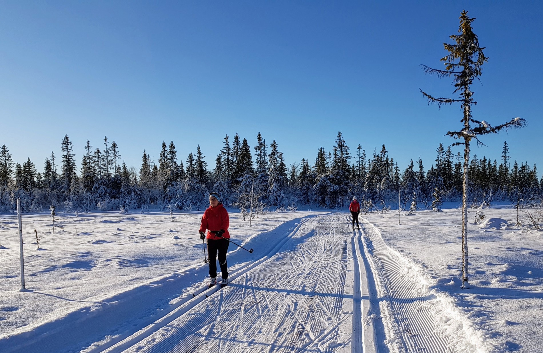 Julestemning ved Gåsbakktjerna