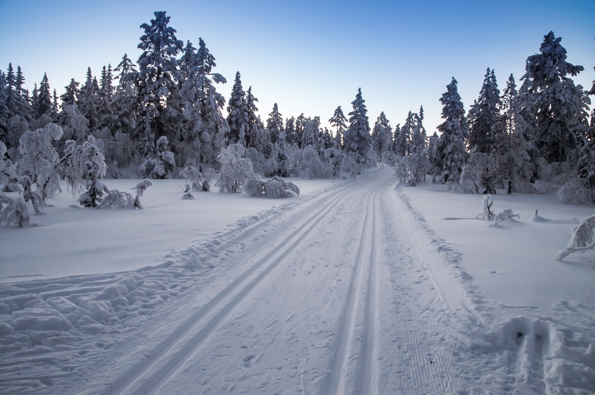 Kalde kveldsspor ved Fjortentjernsmyrene