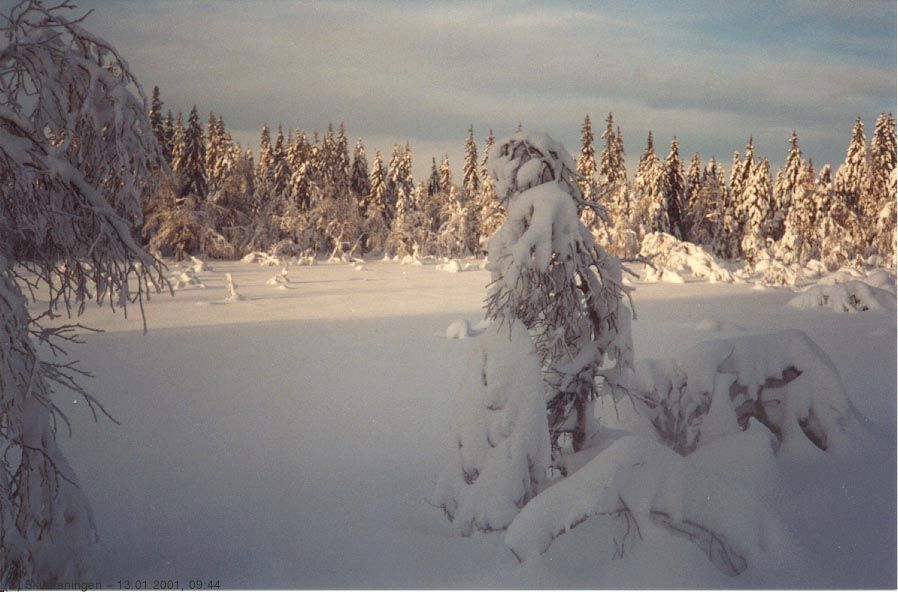 Karihauen i januarsol