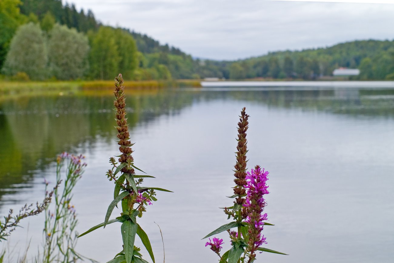 Kattehale ved Engervannet