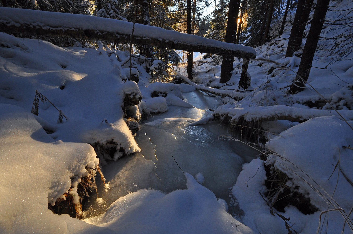 Kjøyving og bevergnag