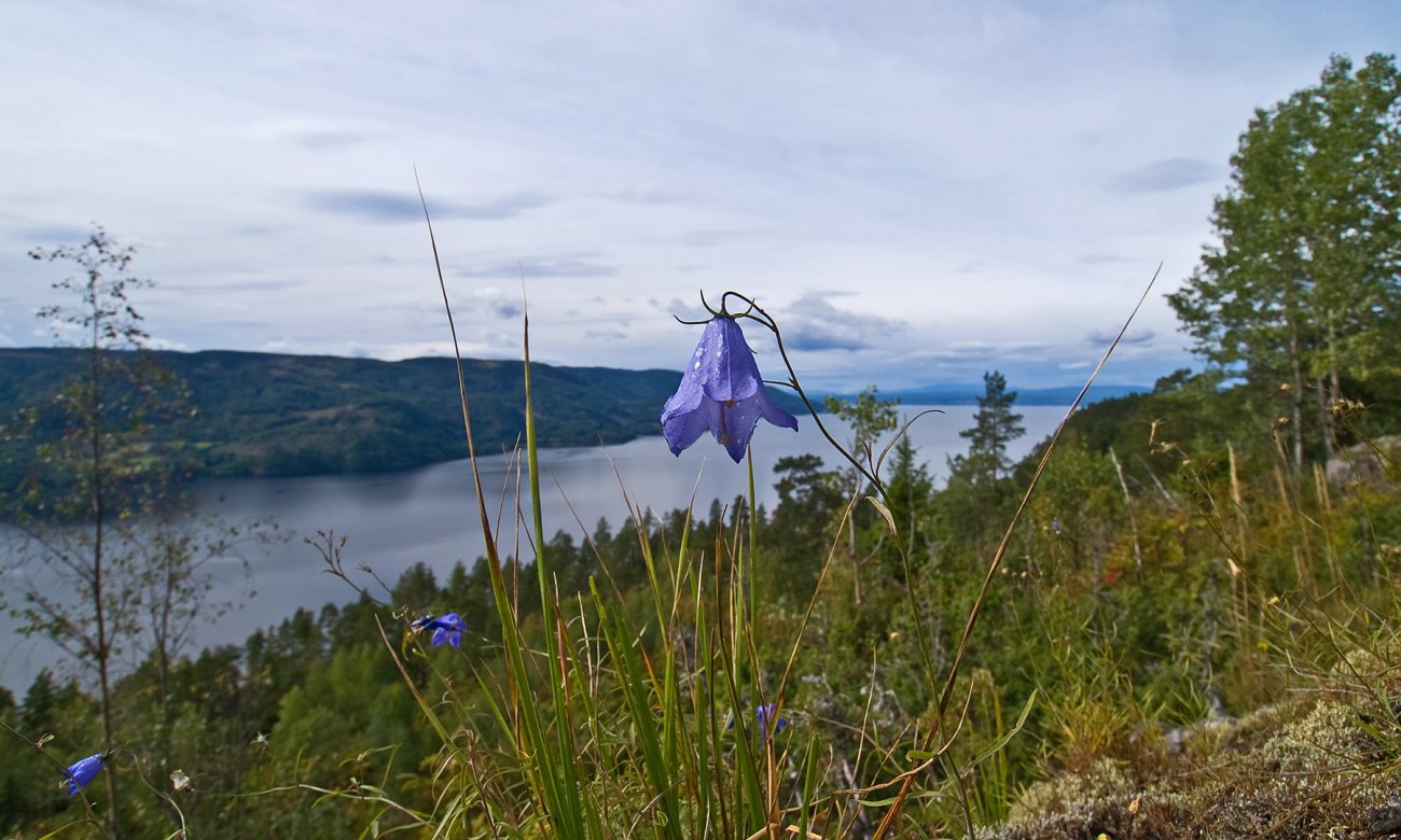 Klokkeklang vest på Krokskogen
