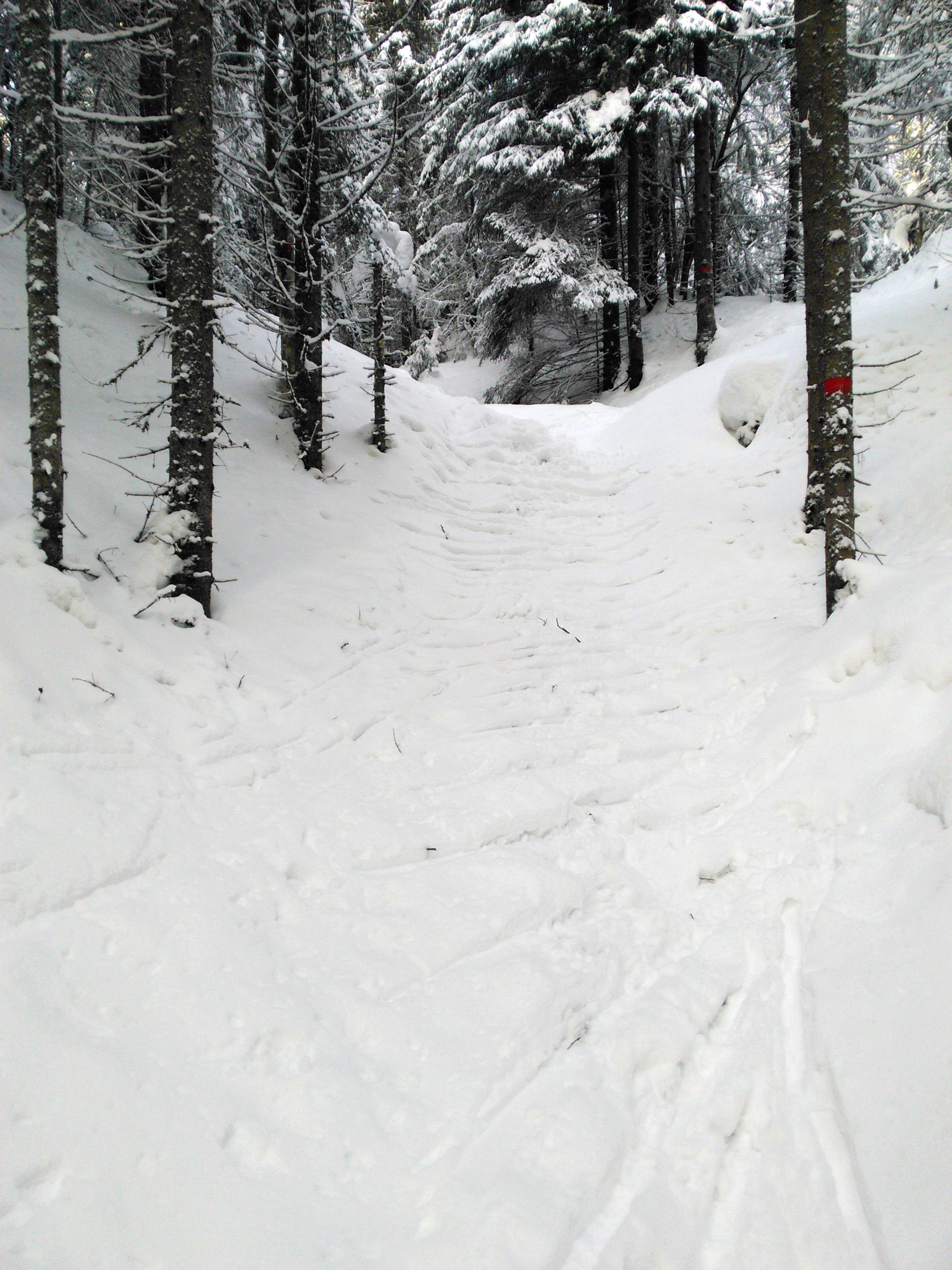 Kneika i løypa ned til Bureheim