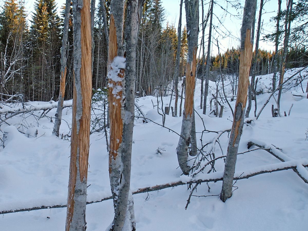 Kongen har vært her!