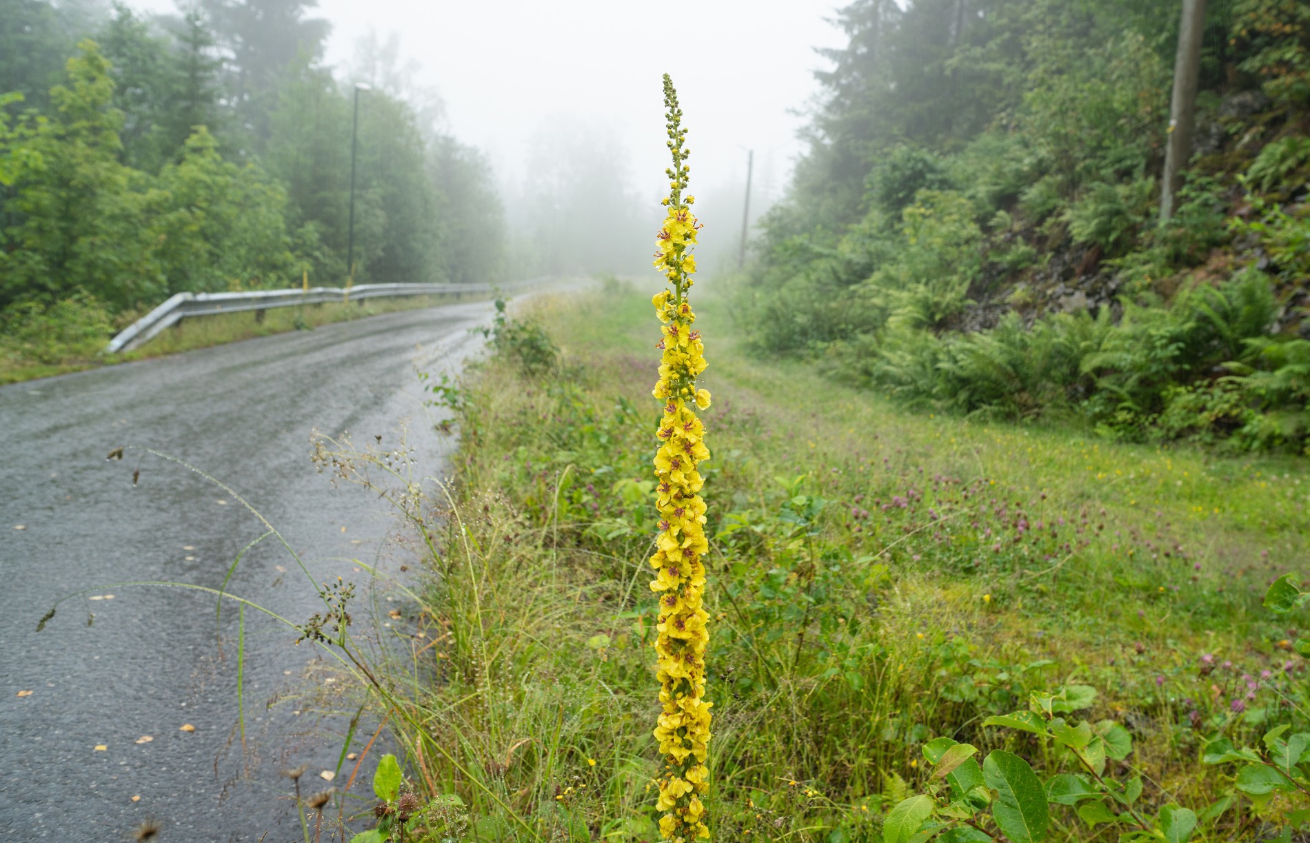 Kongslys langs veien