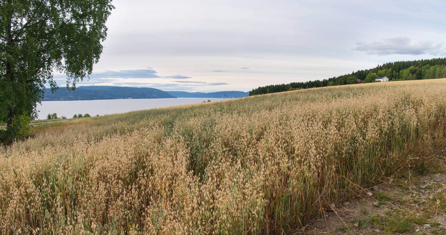 Kornet snart modent ved Randsfjorden