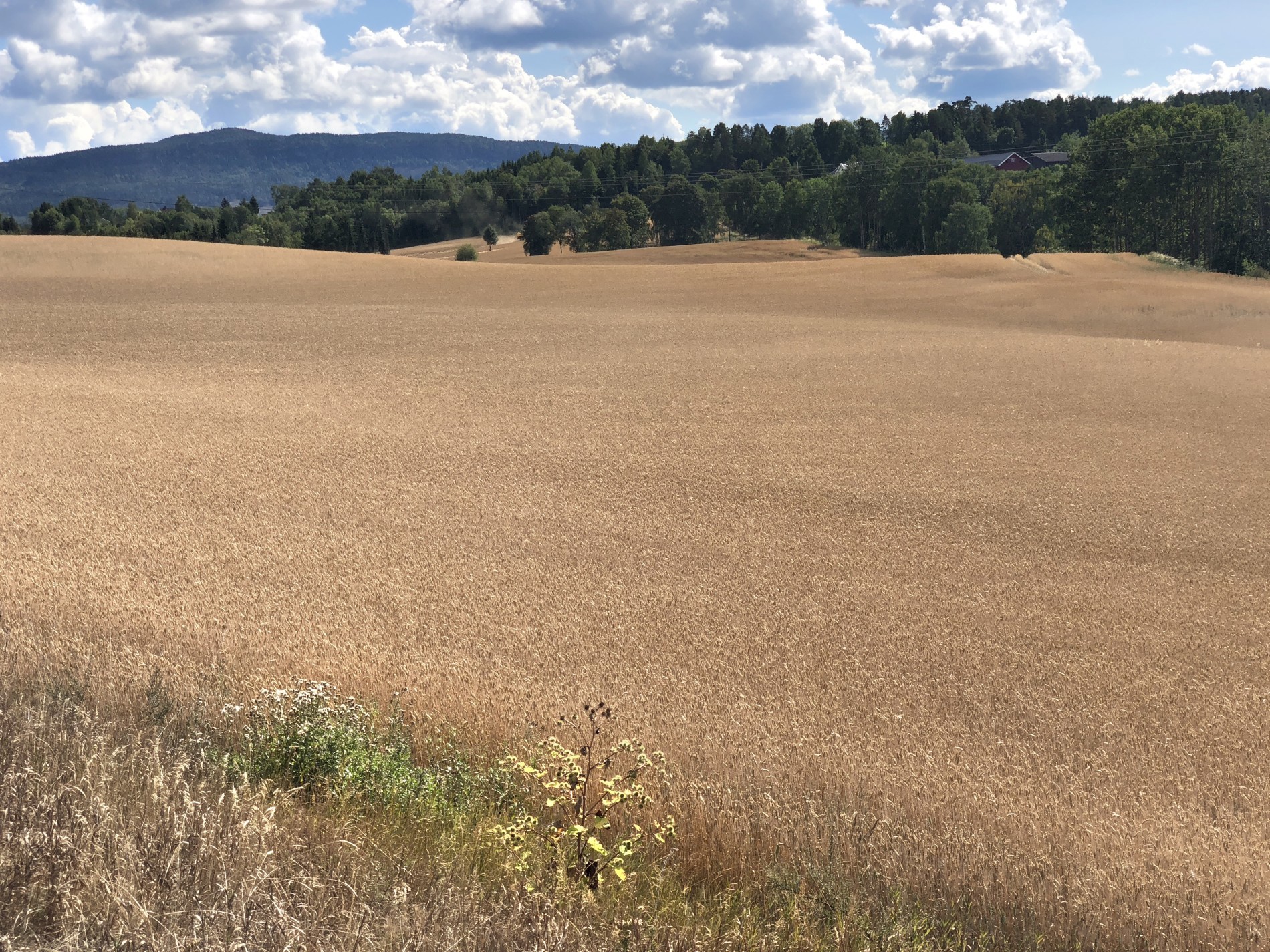 Kornet står helt perfekt