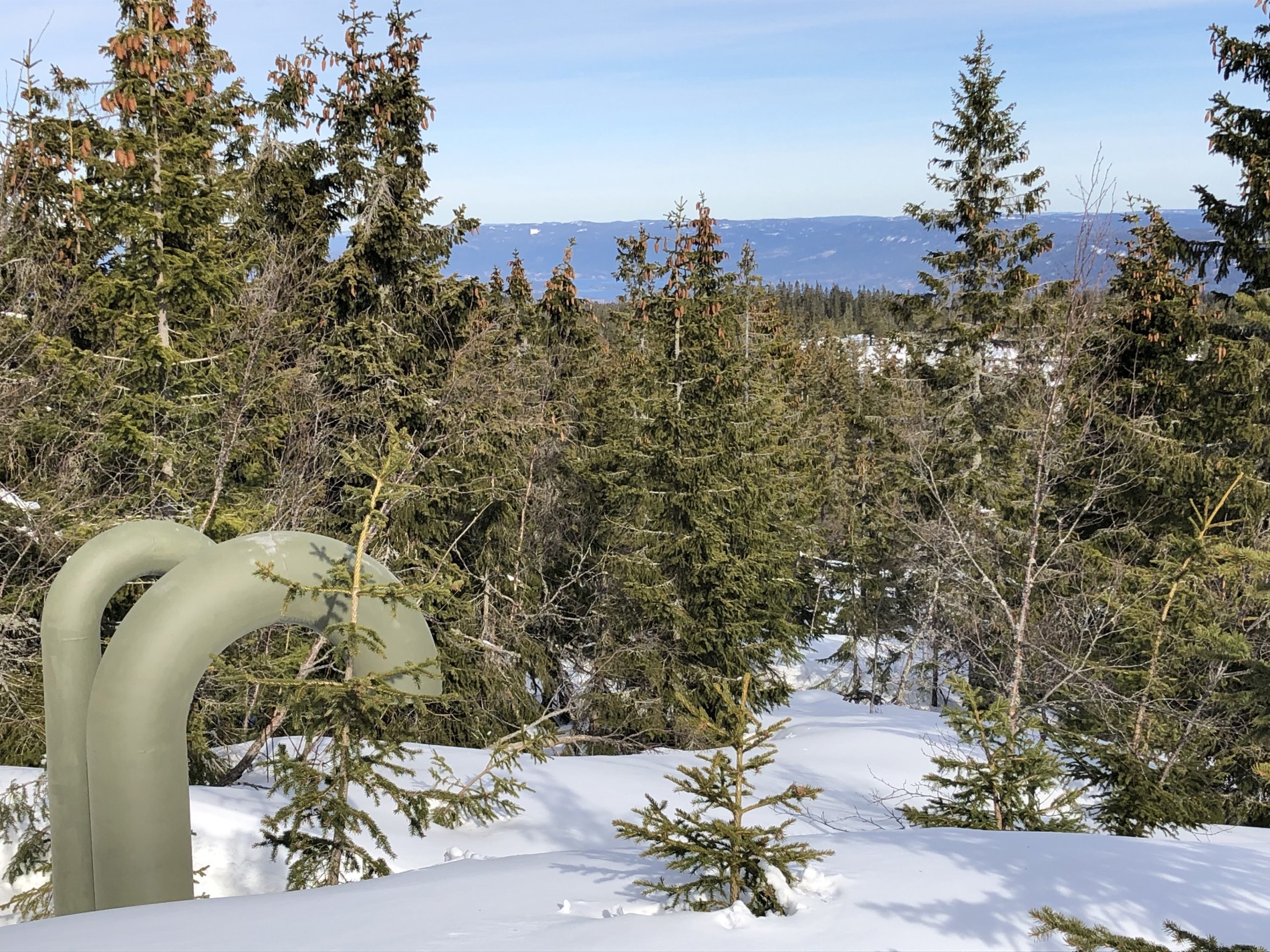 Krokskogen i det fjerne