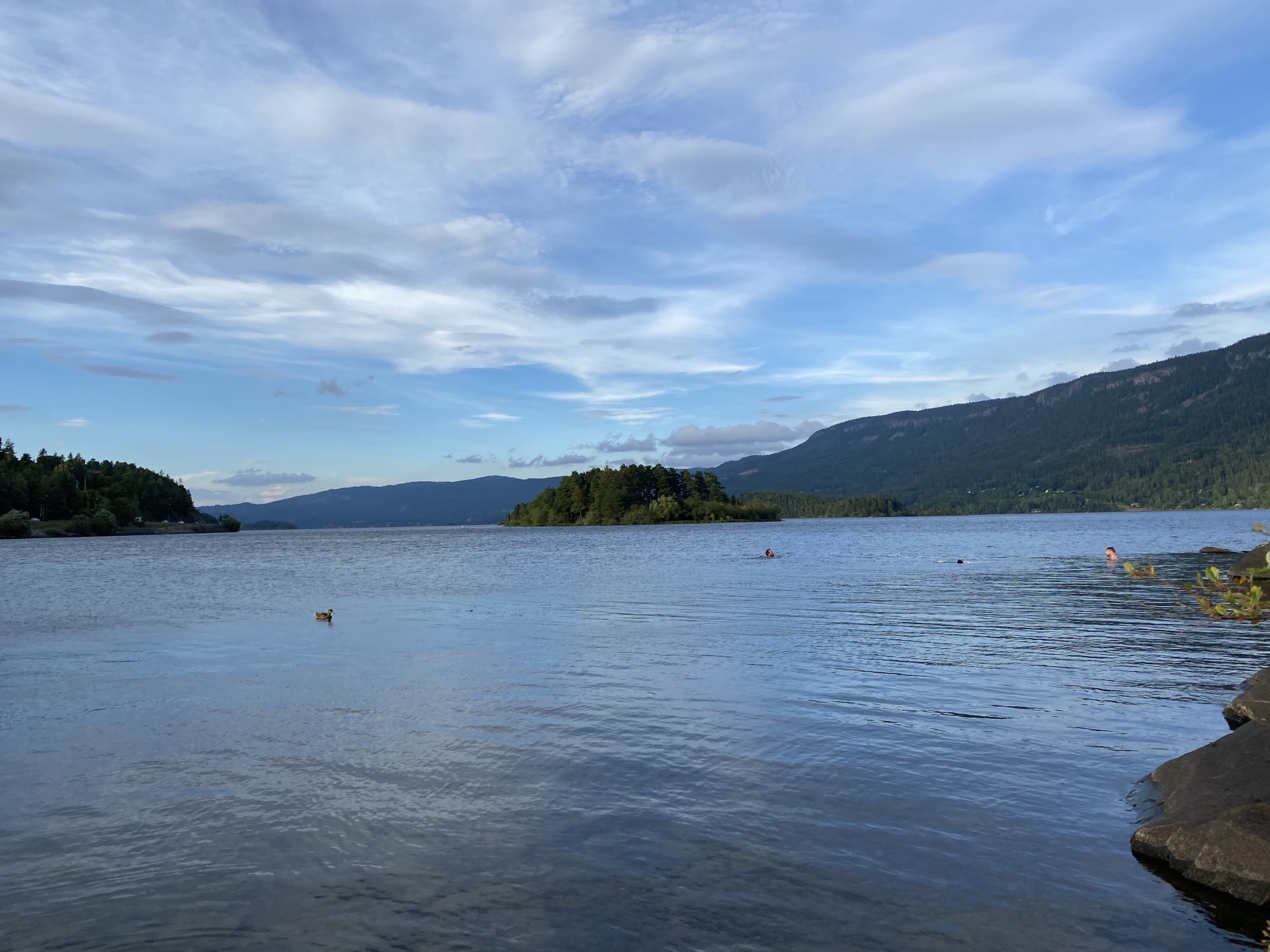 Kveldsbad med ekte badeand ved Slettøya