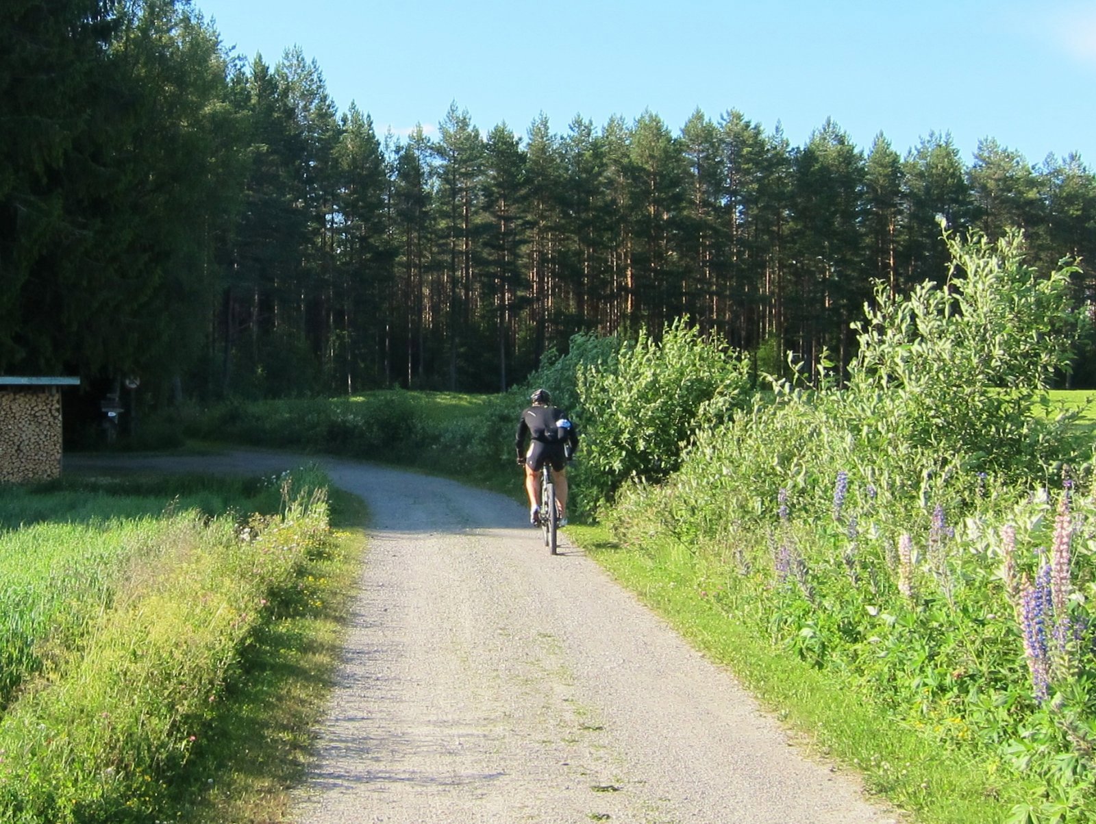 Kveldstur fra Greniskogen