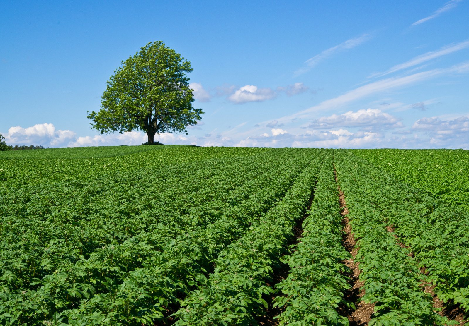 Like grønt på jordet som på treet