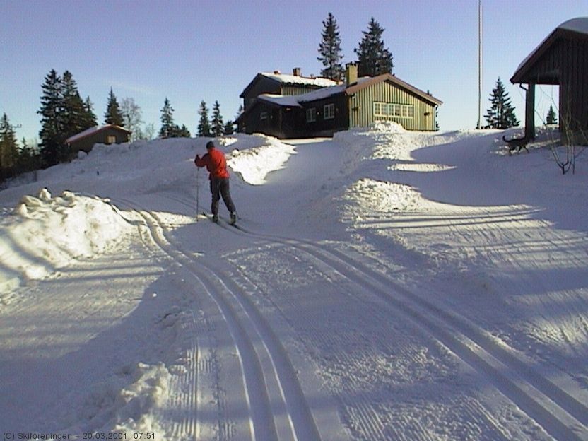 Lilloseter i morgensol