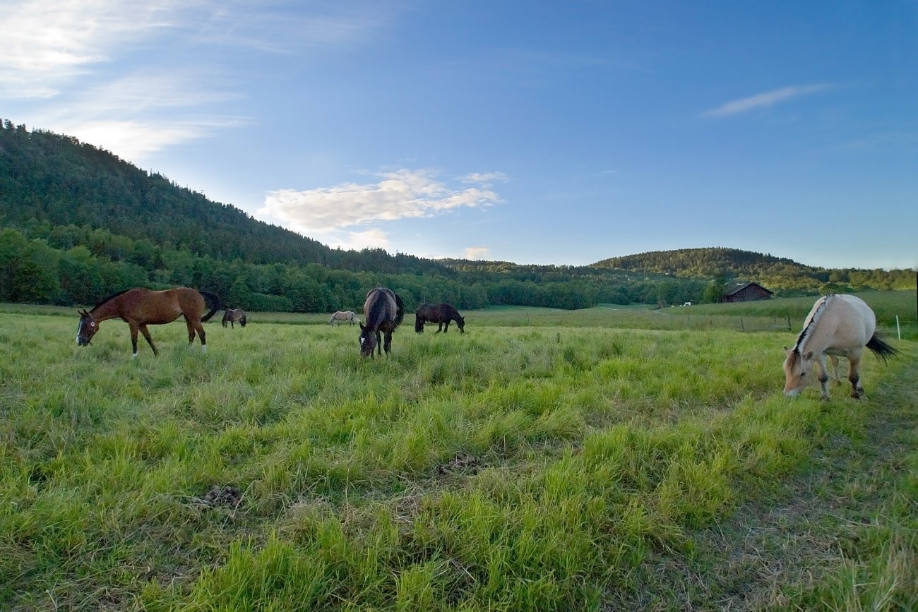 Lørdagsidyll på Dalbo