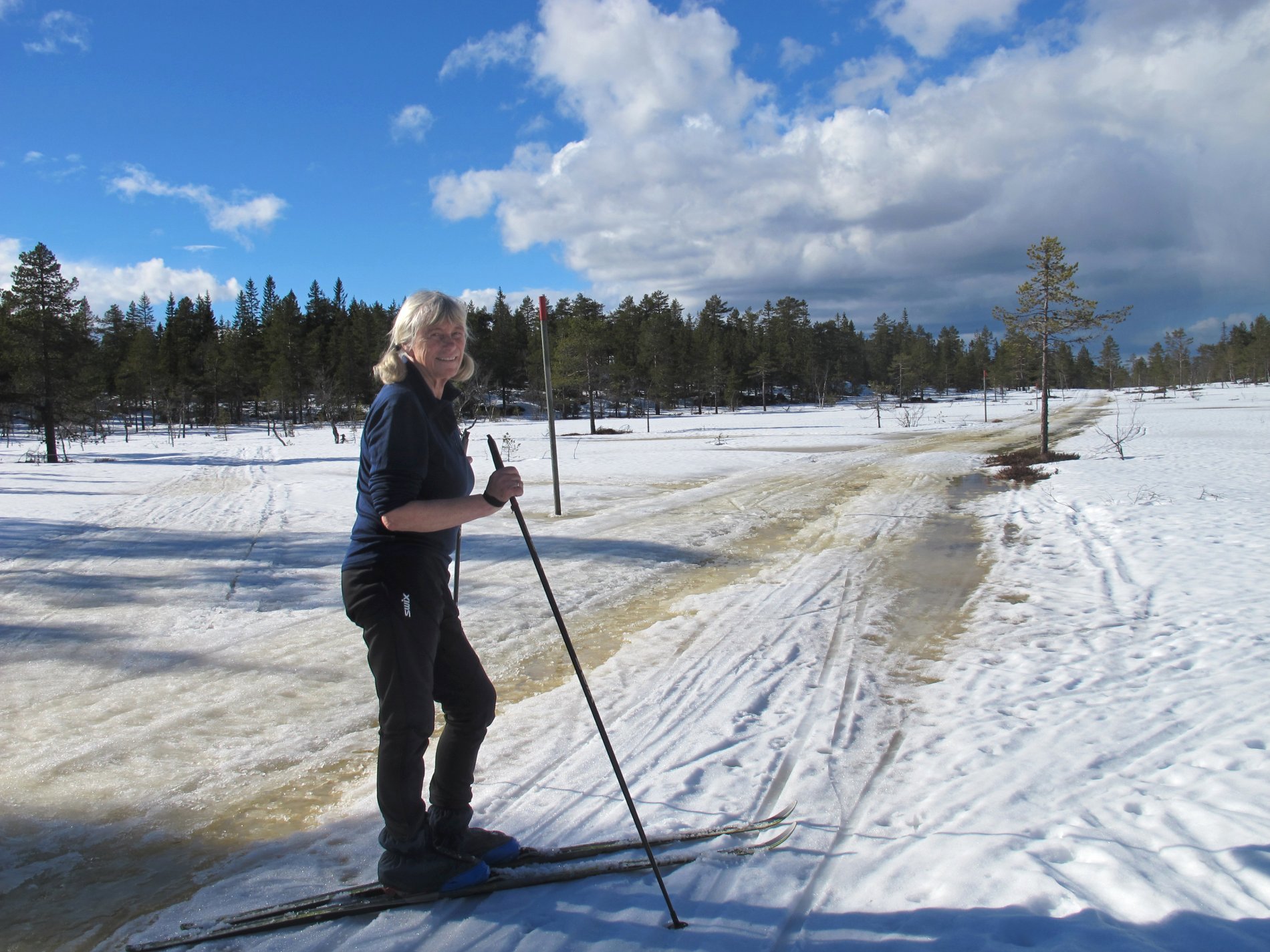 Løvliflaka: myrer i oppløsning