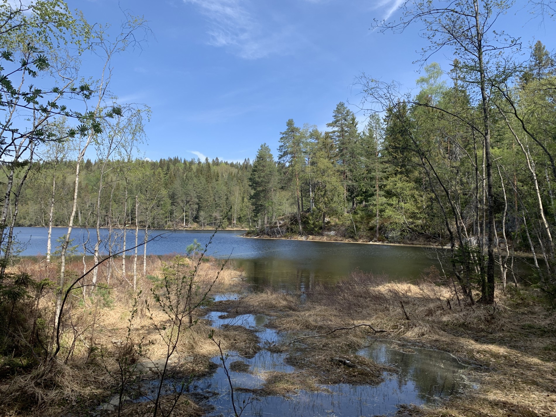 Løvtrærne begynner å få blader ved Tonevann