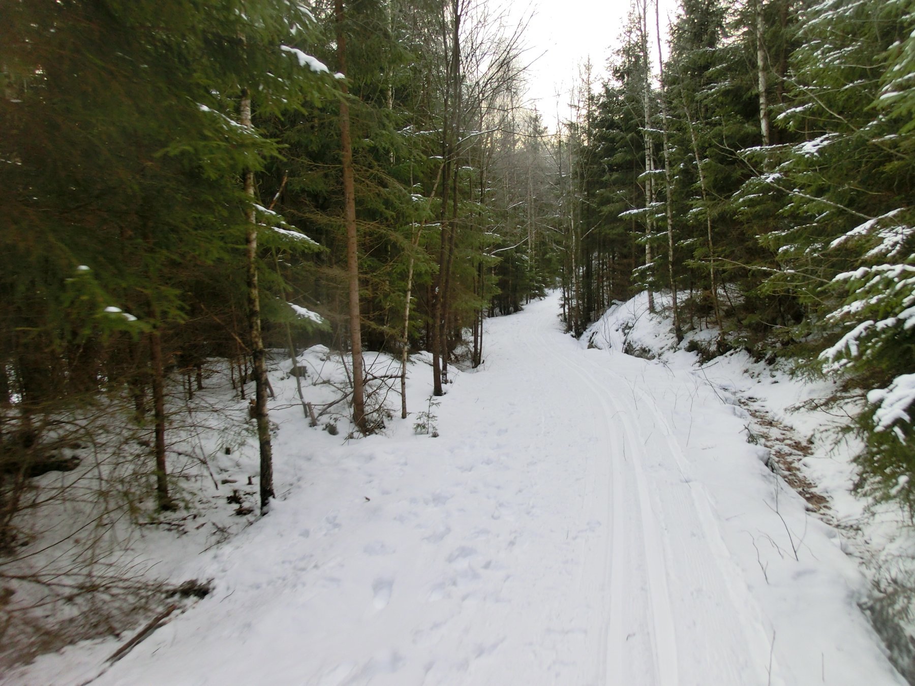 Løypa gjennom Soleskogen