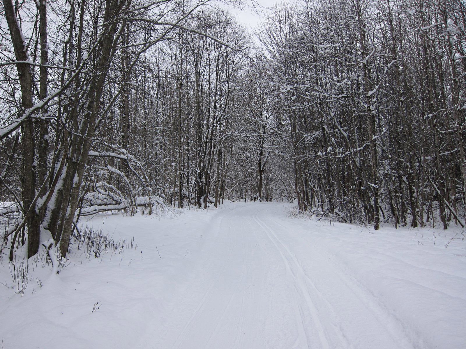 Løype gjennom løvskogen